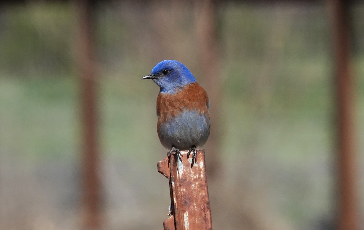Western Bluebird - ML310689641