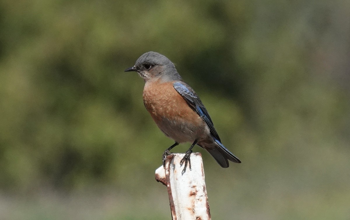 Western Bluebird - ML310689661