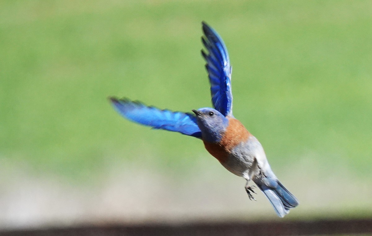 Western Bluebird - ML310689691