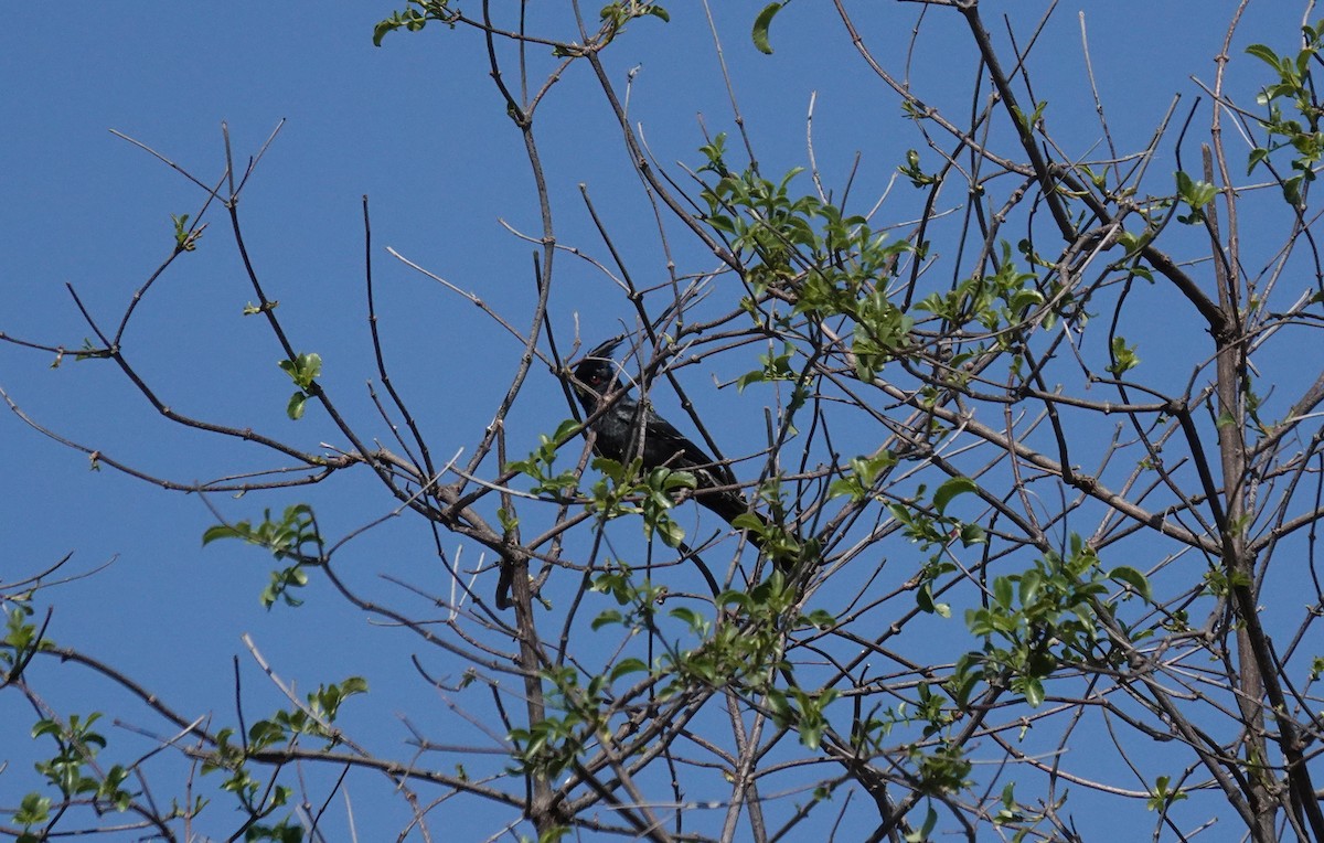 Phainopepla - ML310689731