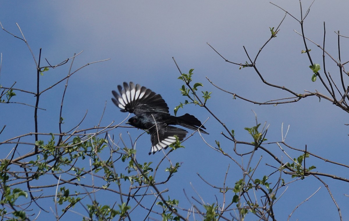 Phainopepla - ML310689791