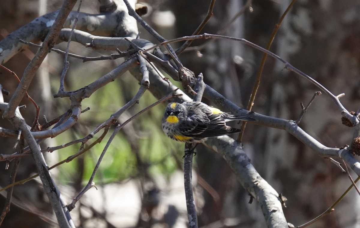 Yellow-rumped Warbler (Audubon's) - ML310689851