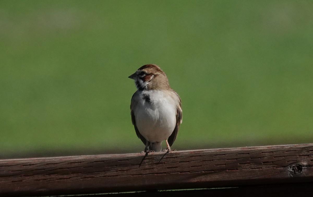 Lark Sparrow - ML310689861