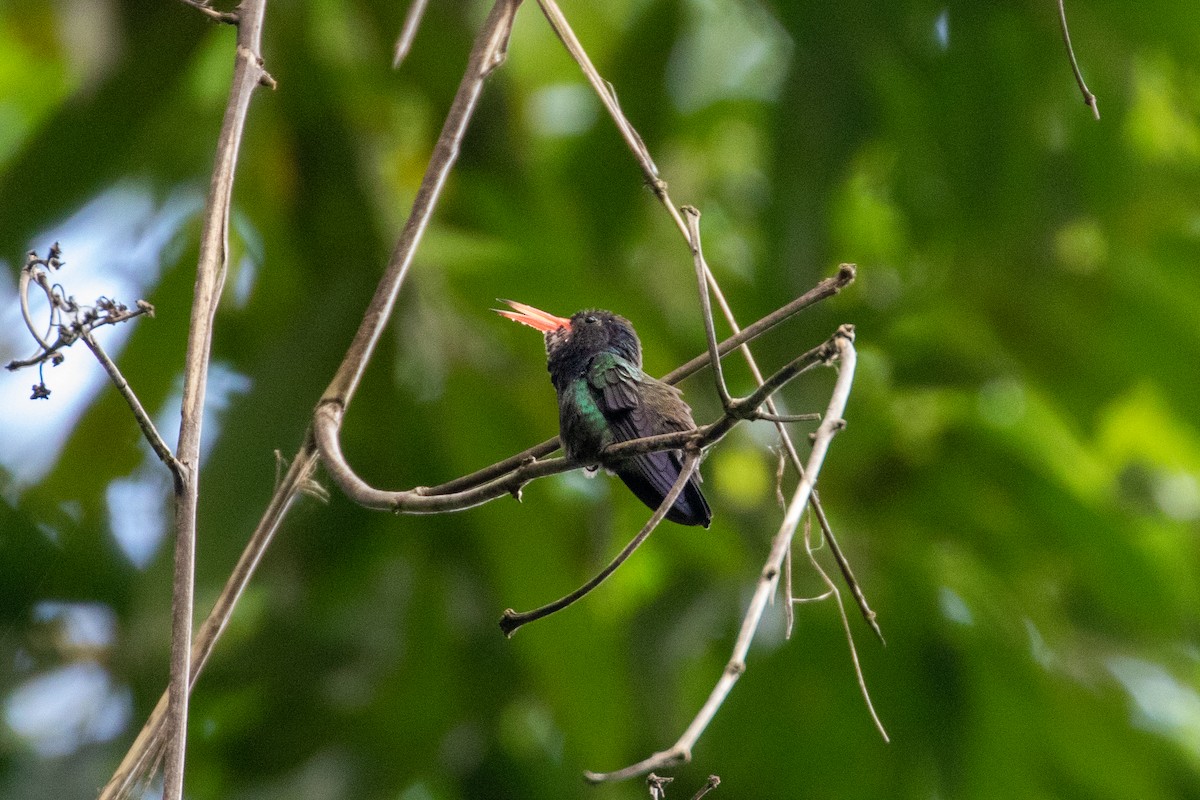 hvithakekolibri - ML310691681