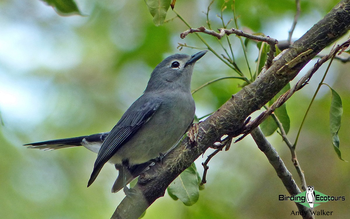 Slaty Monarch - Andy Walker - Birding Ecotours