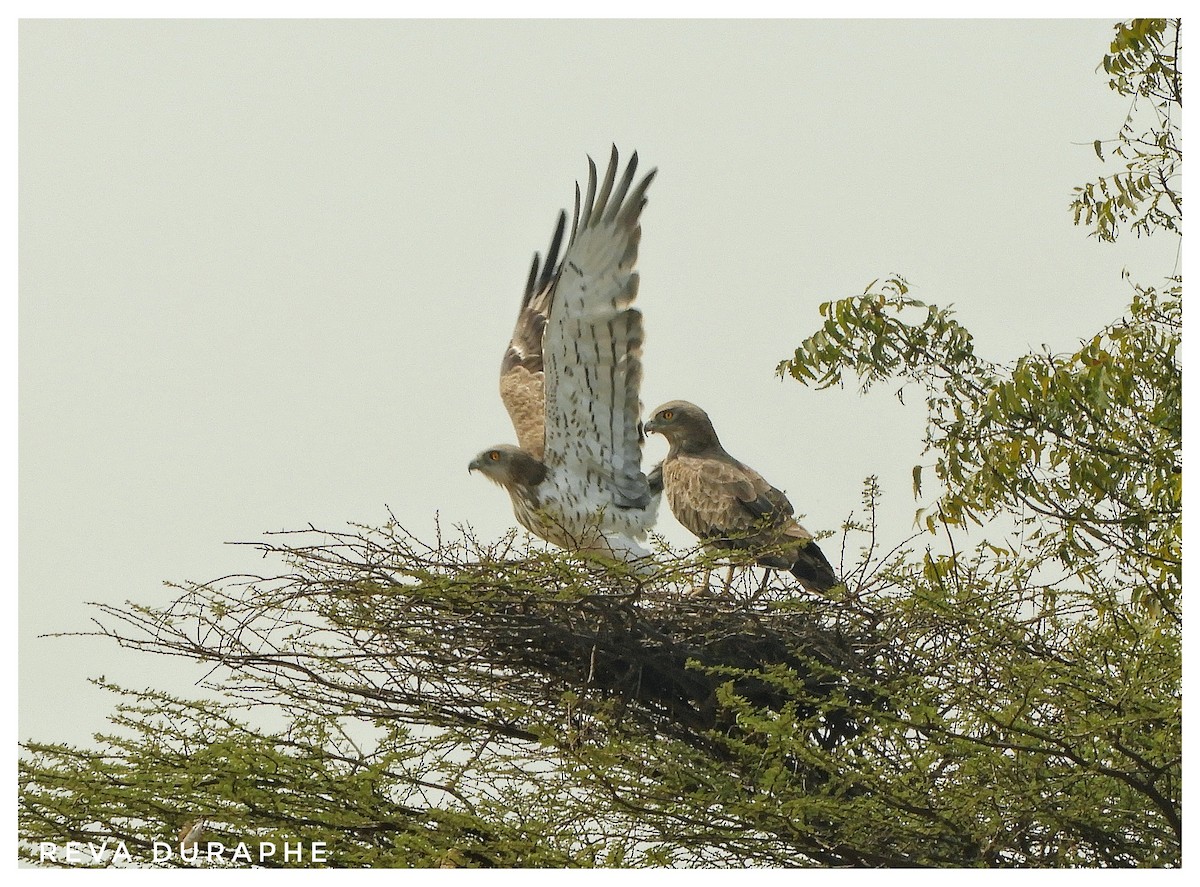 Short-toed Snake-Eagle - Reva Duraphe