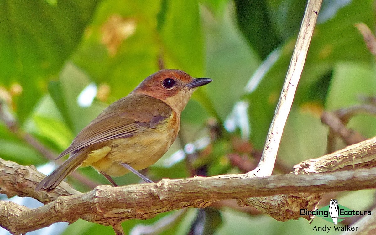 Fiji Whistler - ML310696121