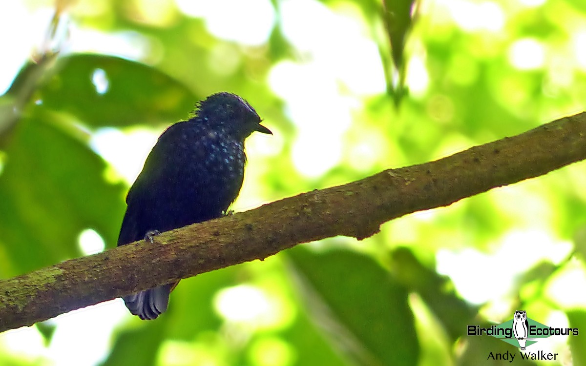 Natewa Silktail - Andy Walker - Birding Ecotours