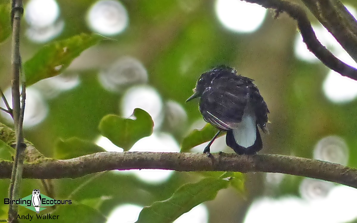 Natewa Silktail - Andy Walker - Birding Ecotours