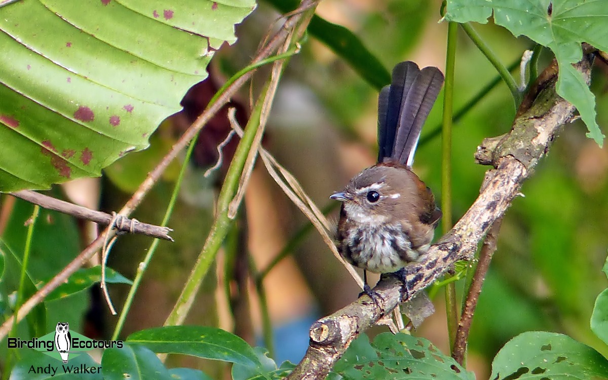 Fiji Streaked Fantail - Andy Walker - Birding Ecotours