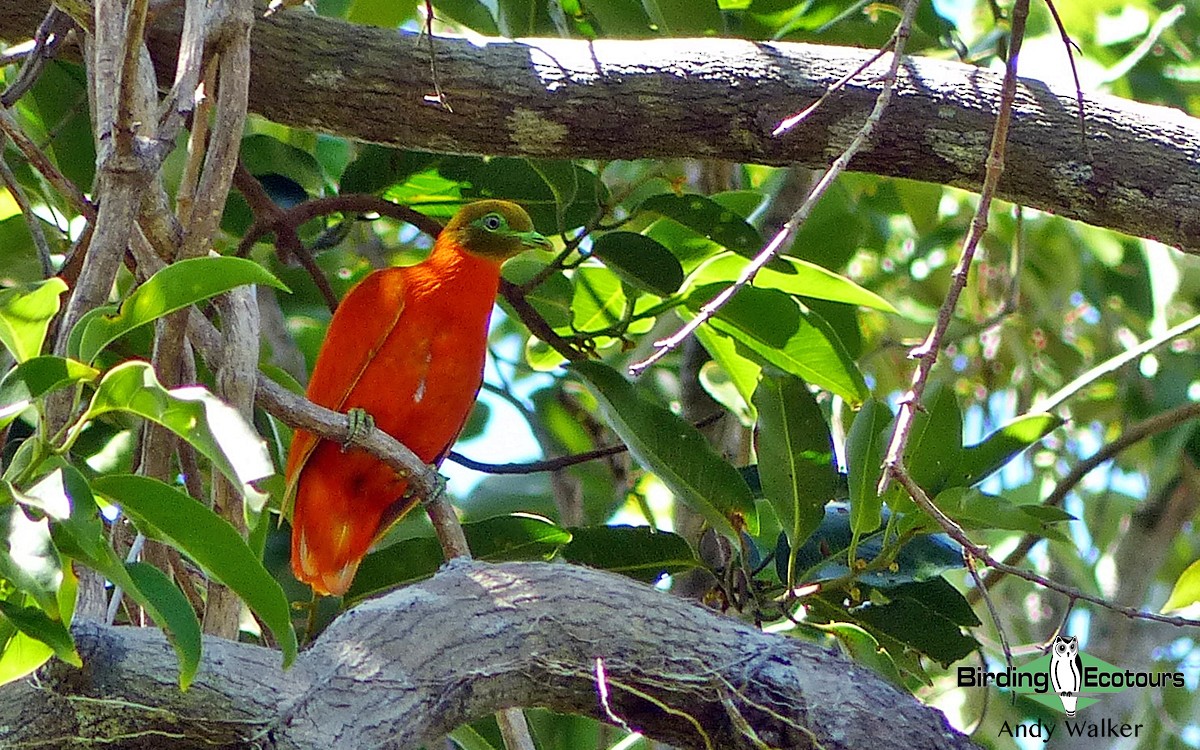 Orange Dove - Andy Walker - Birding Ecotours