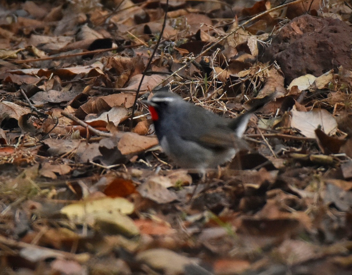 Himalayan Rubythroat - ML310698501