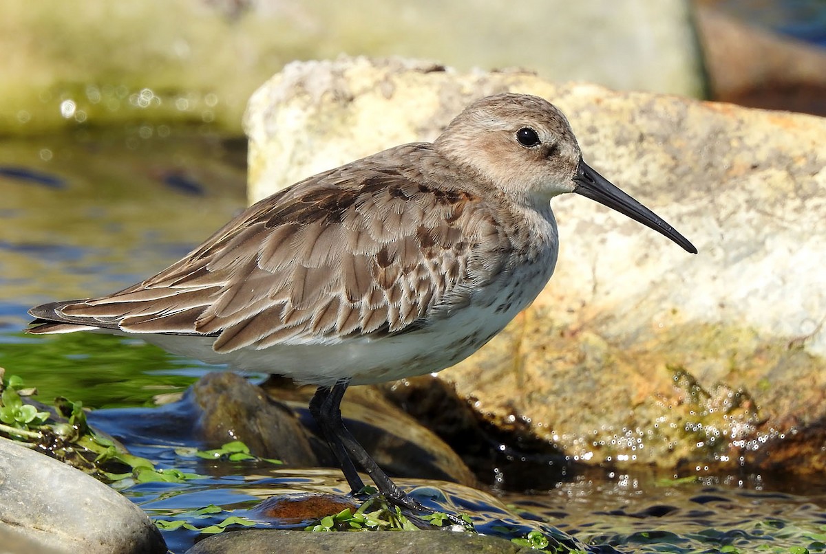 Dunlin - Calidris alpina - Media Search - Macaulay Library and eBird