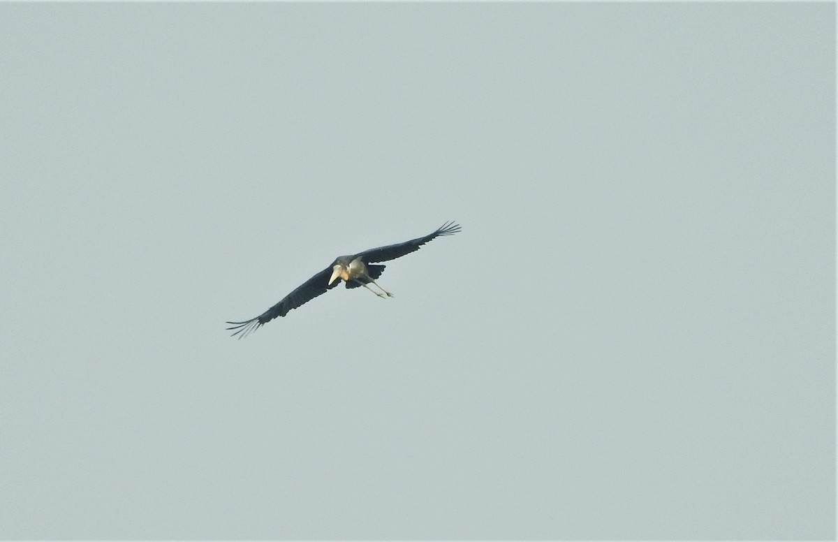 Lesser Adjutant - ML310699181