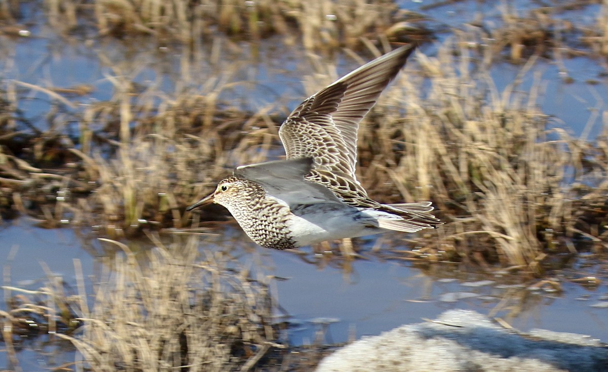 Pectoral Sandpiper - ML310699711