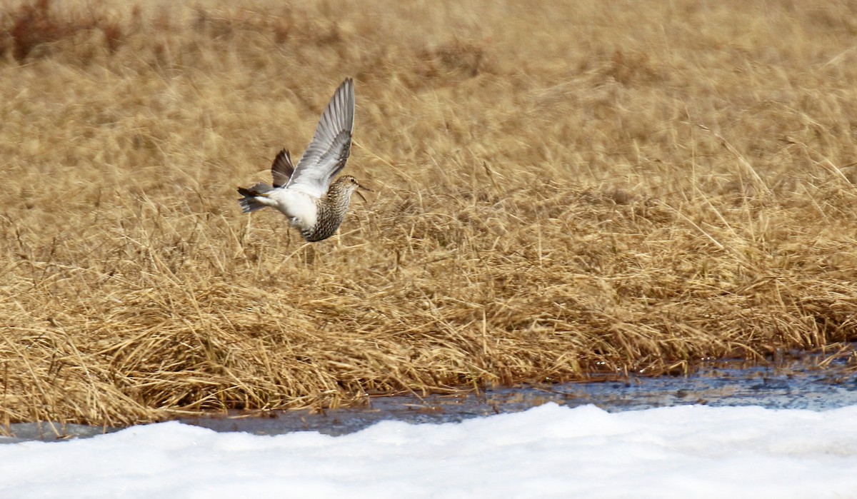 Pectoral Sandpiper - ML310699721