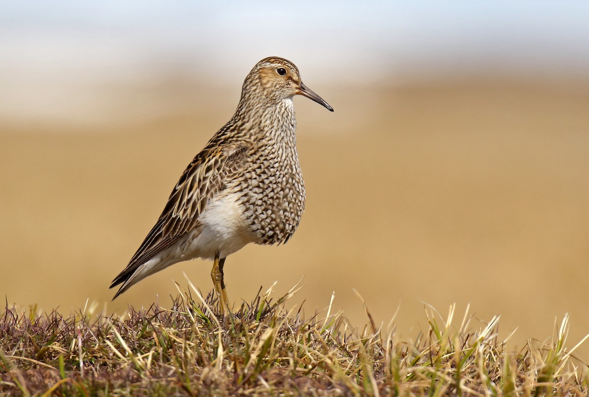 Pectoral Sandpiper - ML310699731