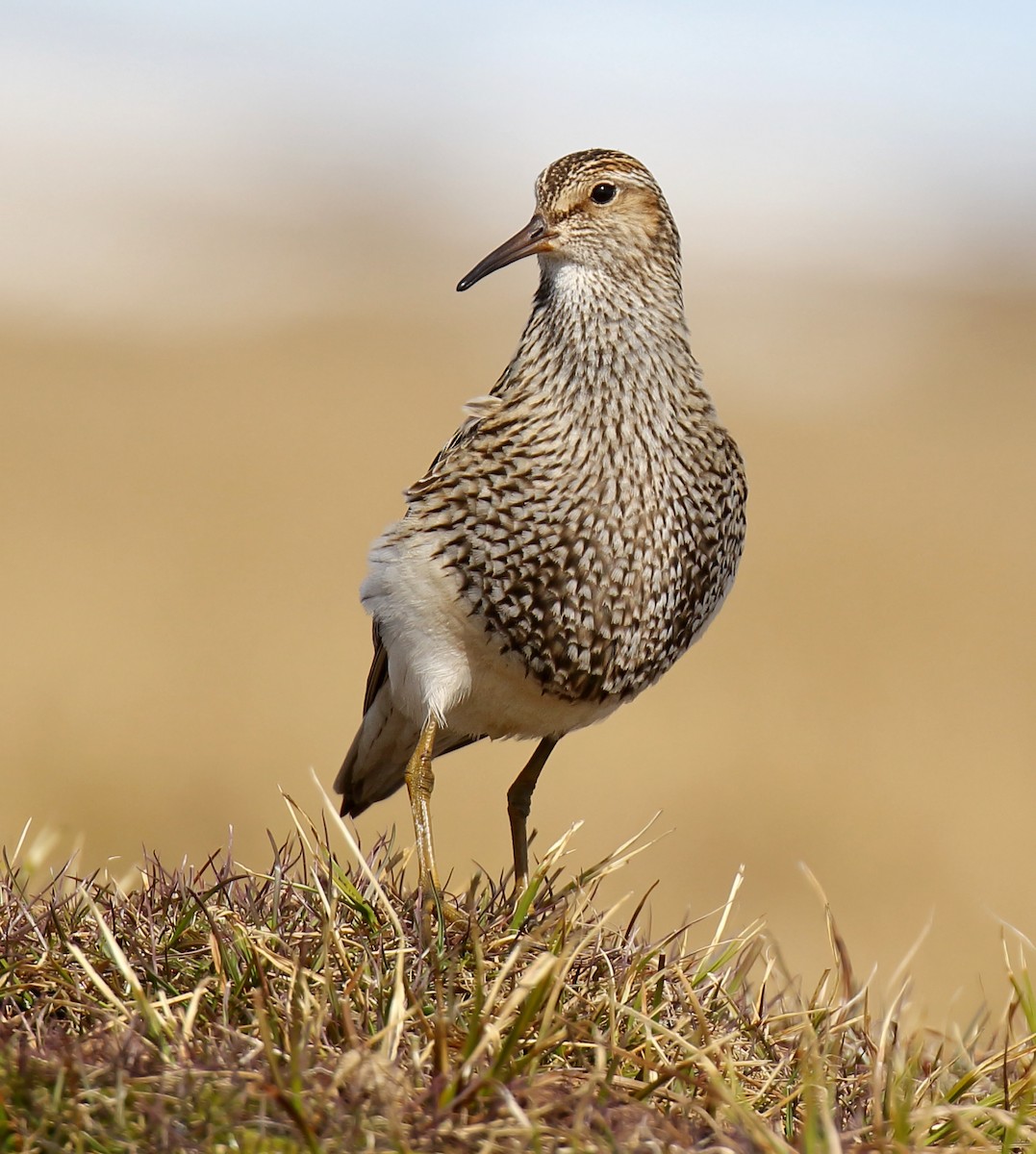 Pectoral Sandpiper - Daniel López-Velasco | Ornis Birding Expeditions