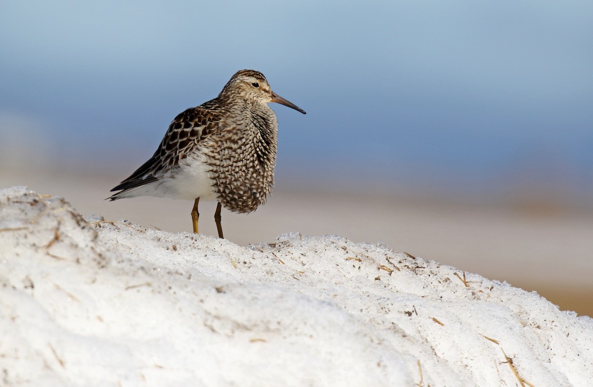Pectoral Sandpiper - Daniel López-Velasco | Ornis Birding Expeditions