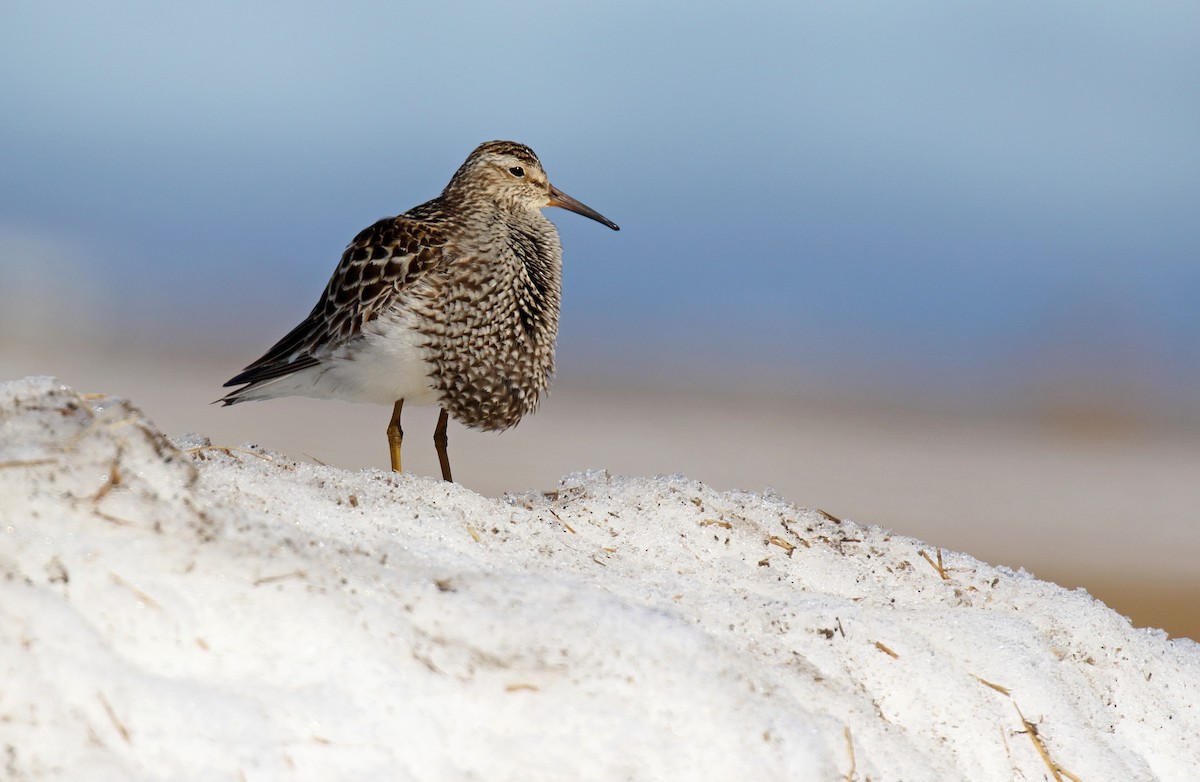 Pectoral Sandpiper - ML310699751