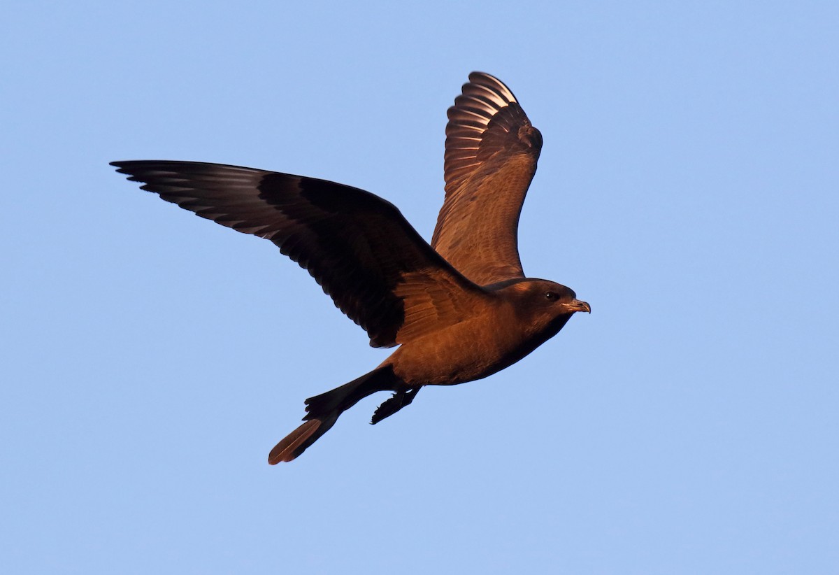 Pomarine Jaeger - ML310699781