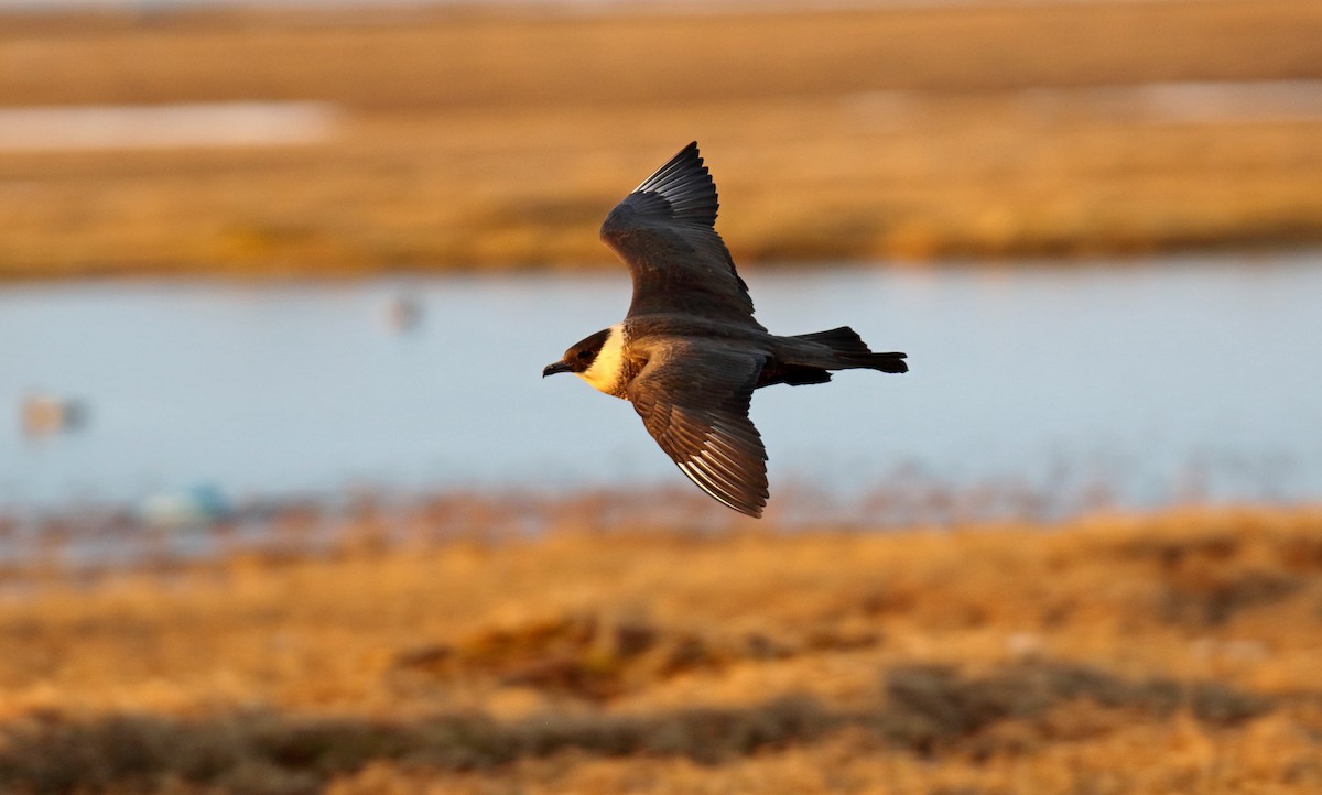 Pomarine Jaeger - ML310699811