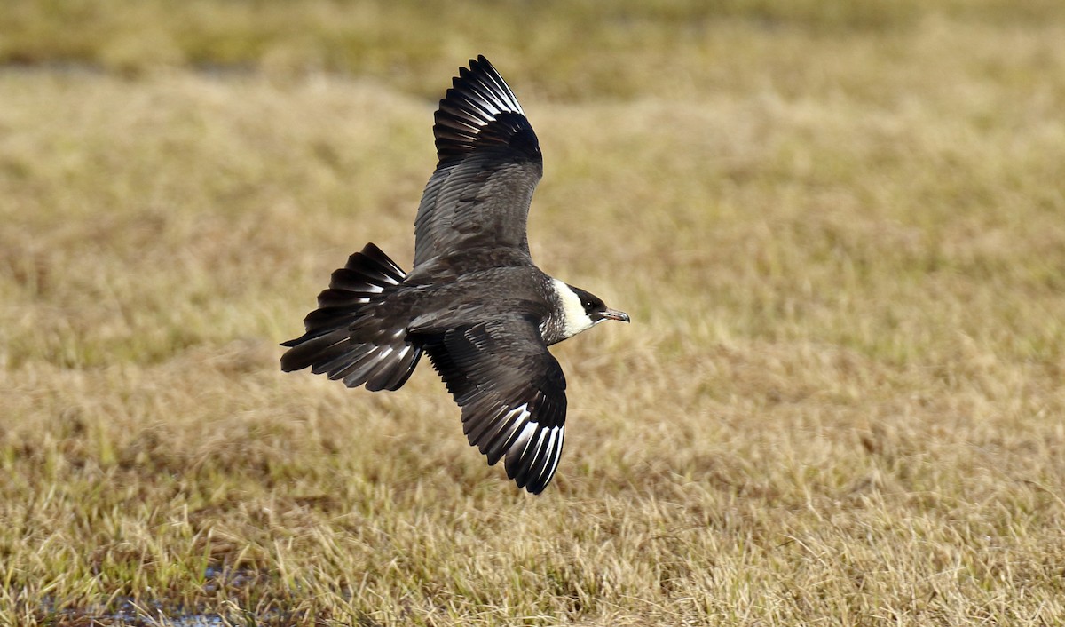 Pomarine Jaeger - ML310699841