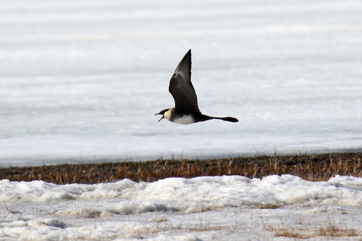 Pomarine Jaeger - ML310699851