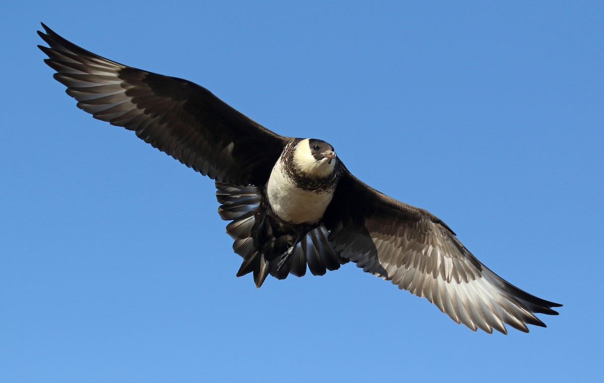 Pomarine Jaeger - Daniel López-Velasco | Ornis Birding Expeditions