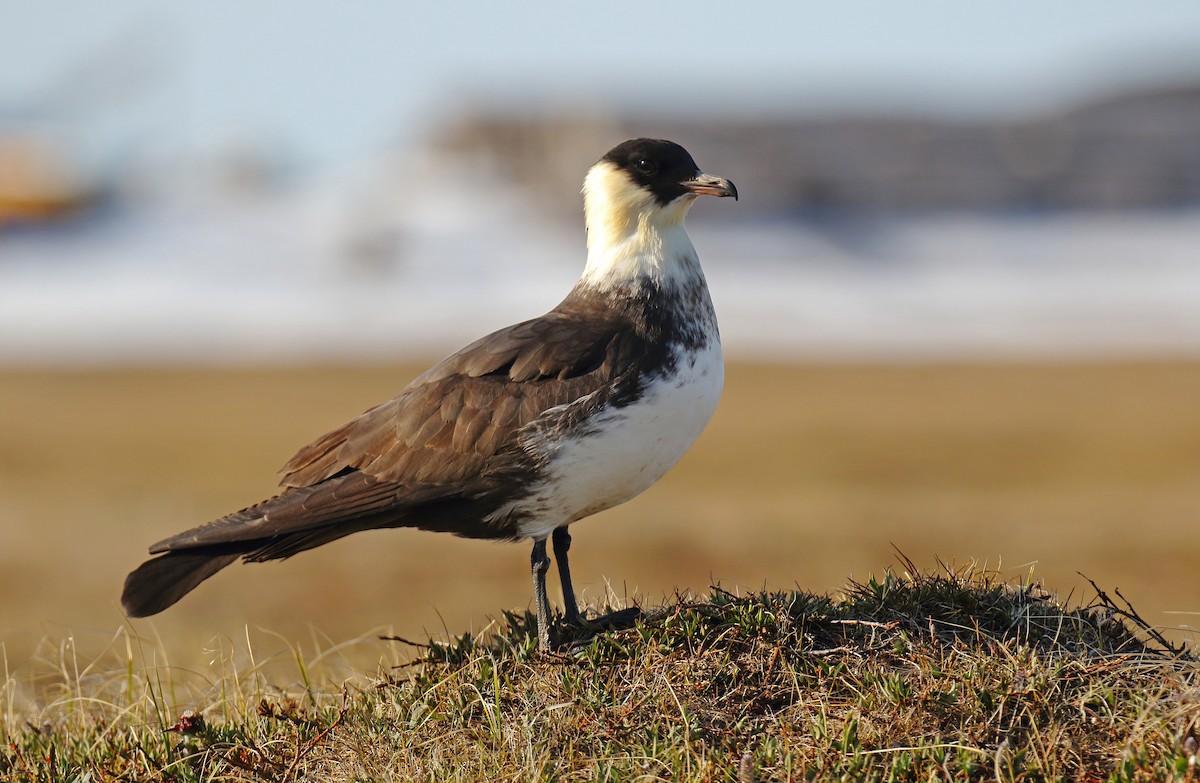 Pomarine Jaeger - ML310699871