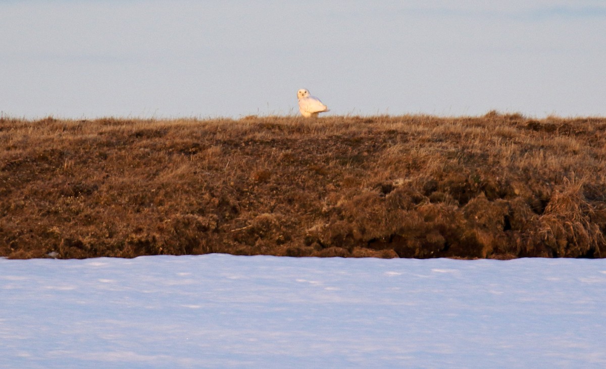 Snowy Owl - ML310699911