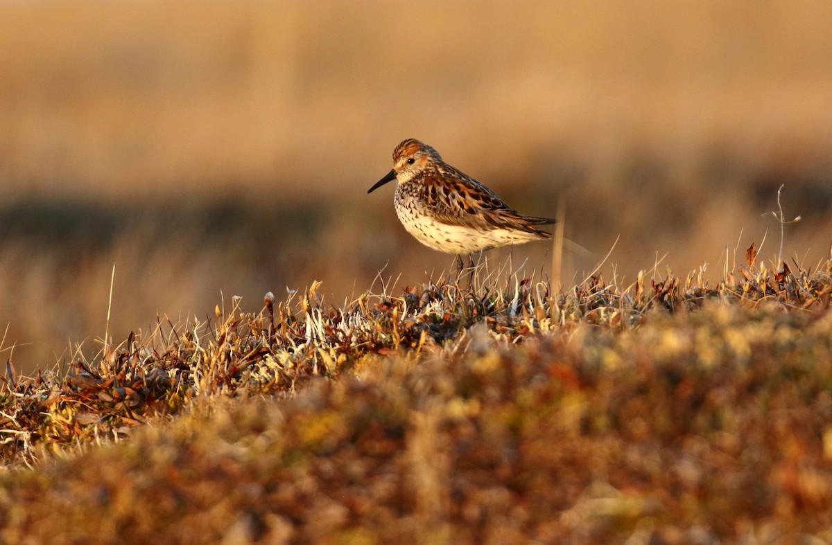 Western Sandpiper - Daniel López-Velasco | Ornis Birding Expeditions