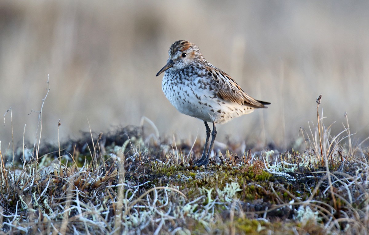 Western Sandpiper - ML310699981