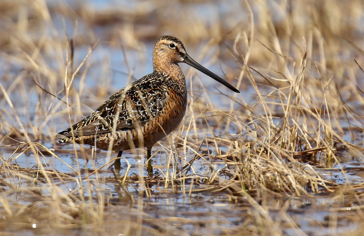 Long-billed Dowitcher - ML310700031