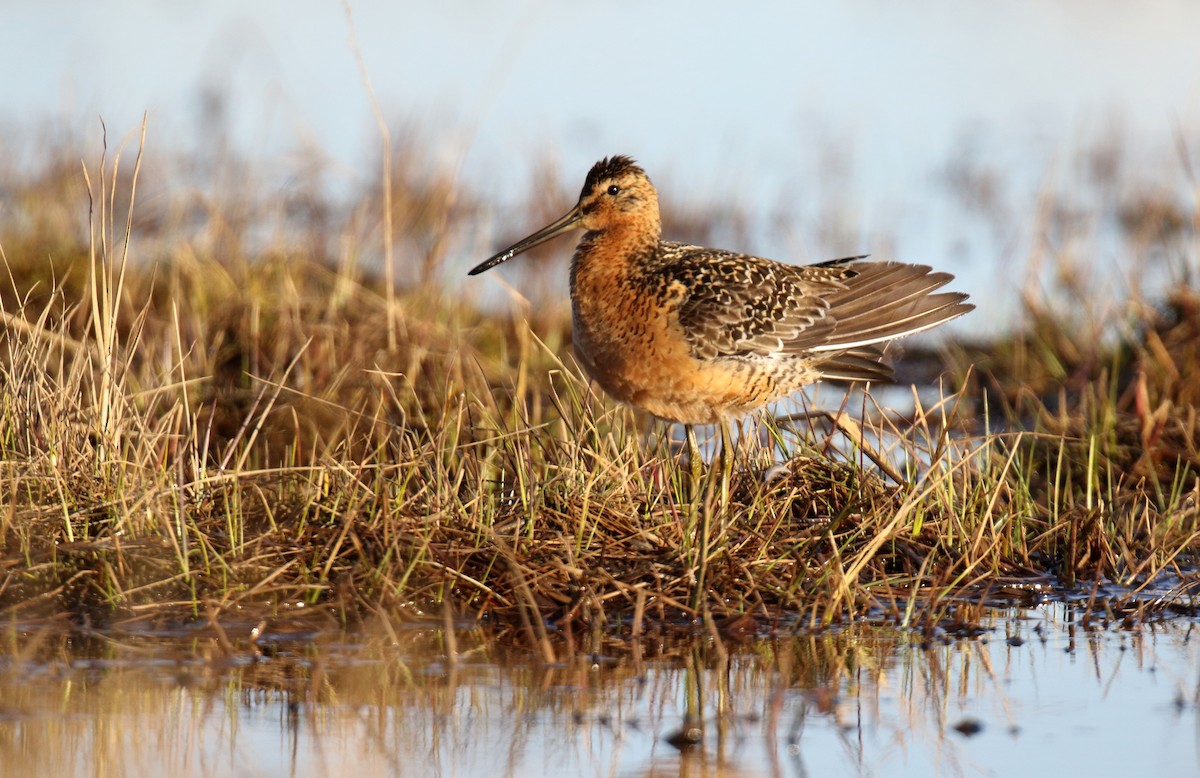 Long-billed Dowitcher - ML310700051