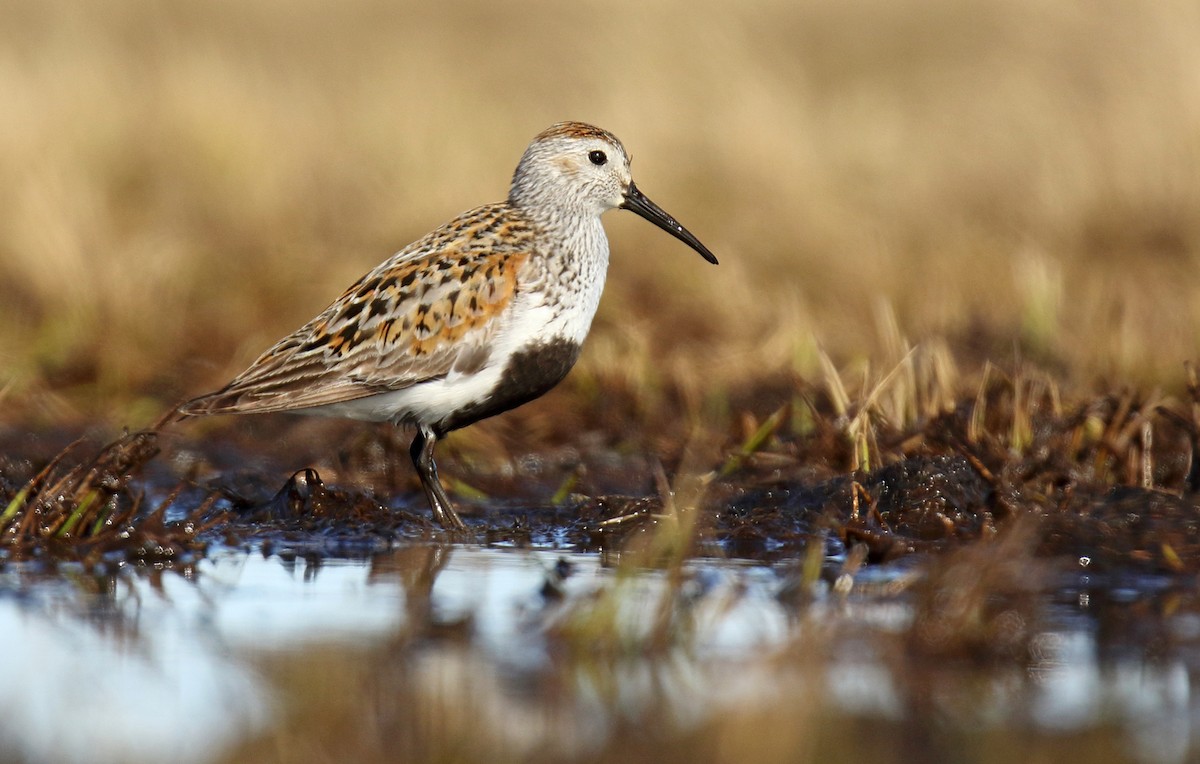 Dunlin (pacifica/arcticola) - ML310700081