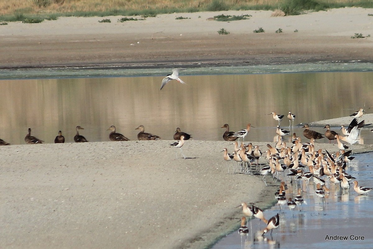 Forster's Tern - Andrew Core