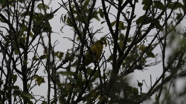 African Citril - ML310701161