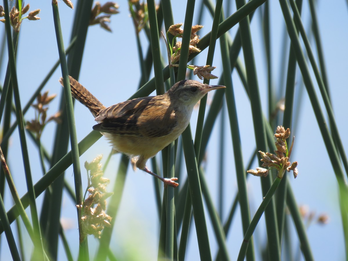 Marsh Wren - ML31070121