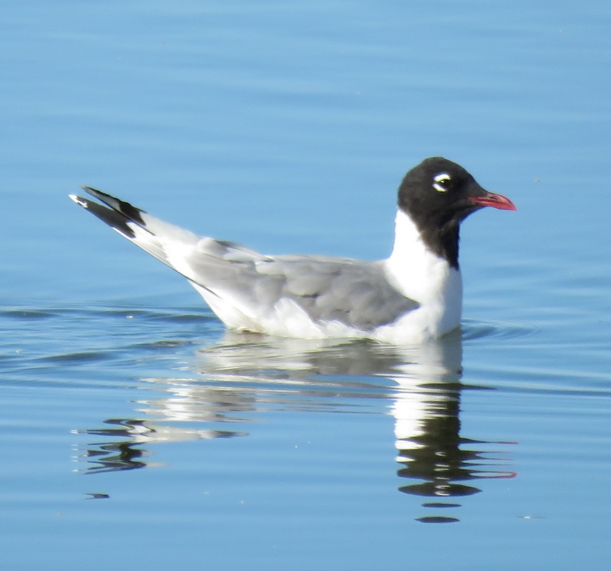 Franklin's Gull - ML31070241