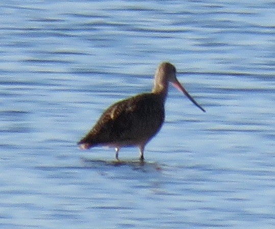 Marbled Godwit - ML31070291