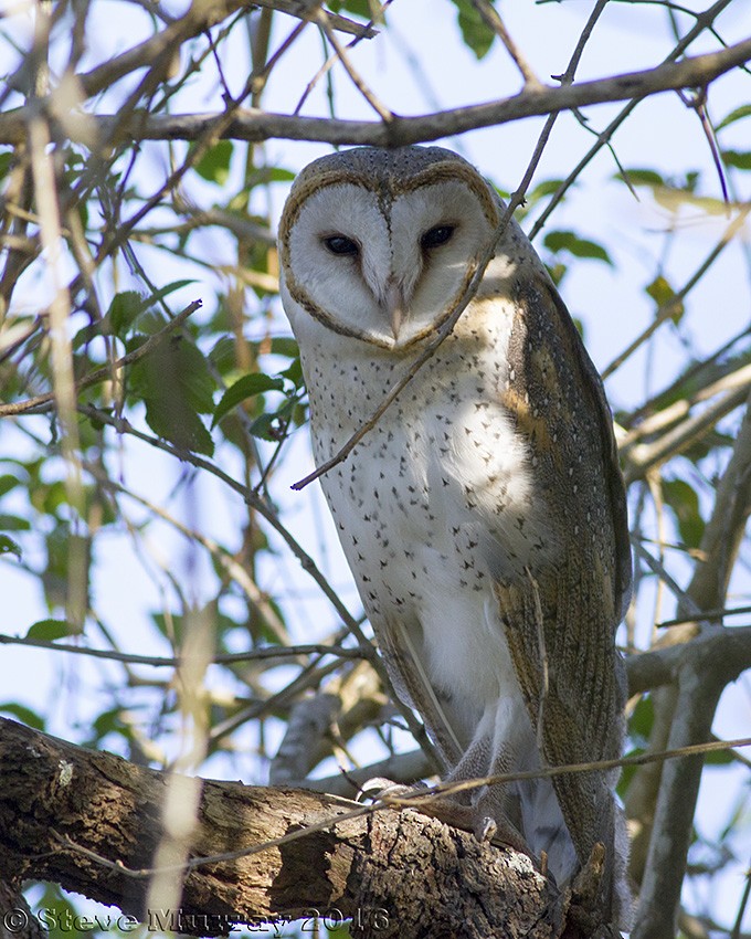 Barn Owl - ML31070321