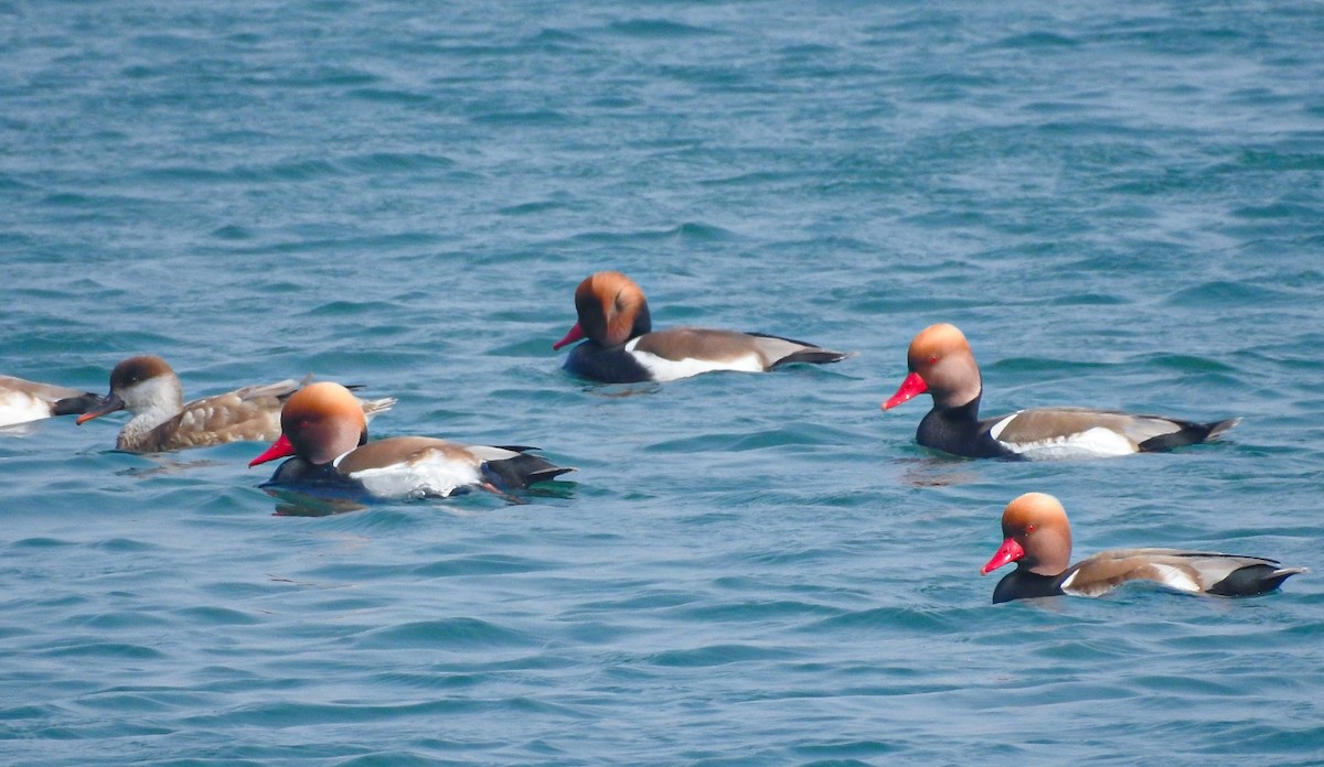 Red-crested Pochard - ML310703231