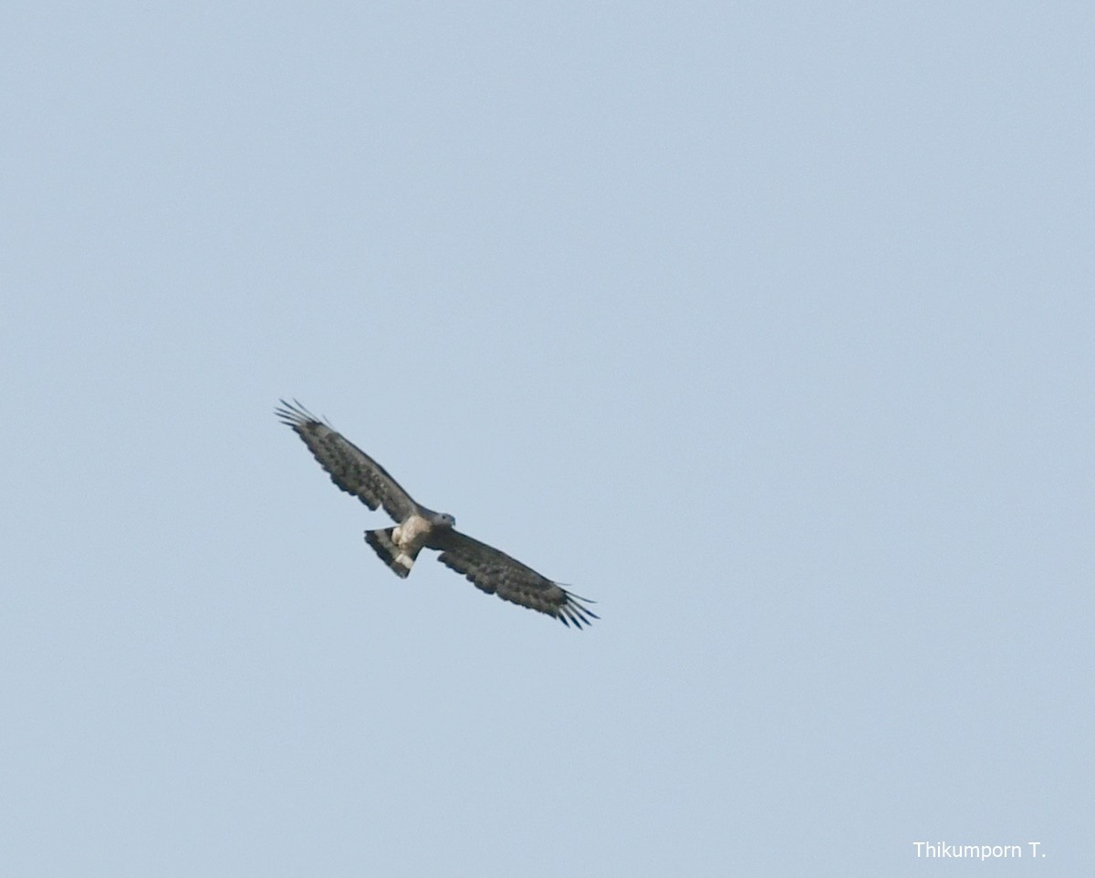 Oriental Honey-buzzard - thikumporn tantivimongkol