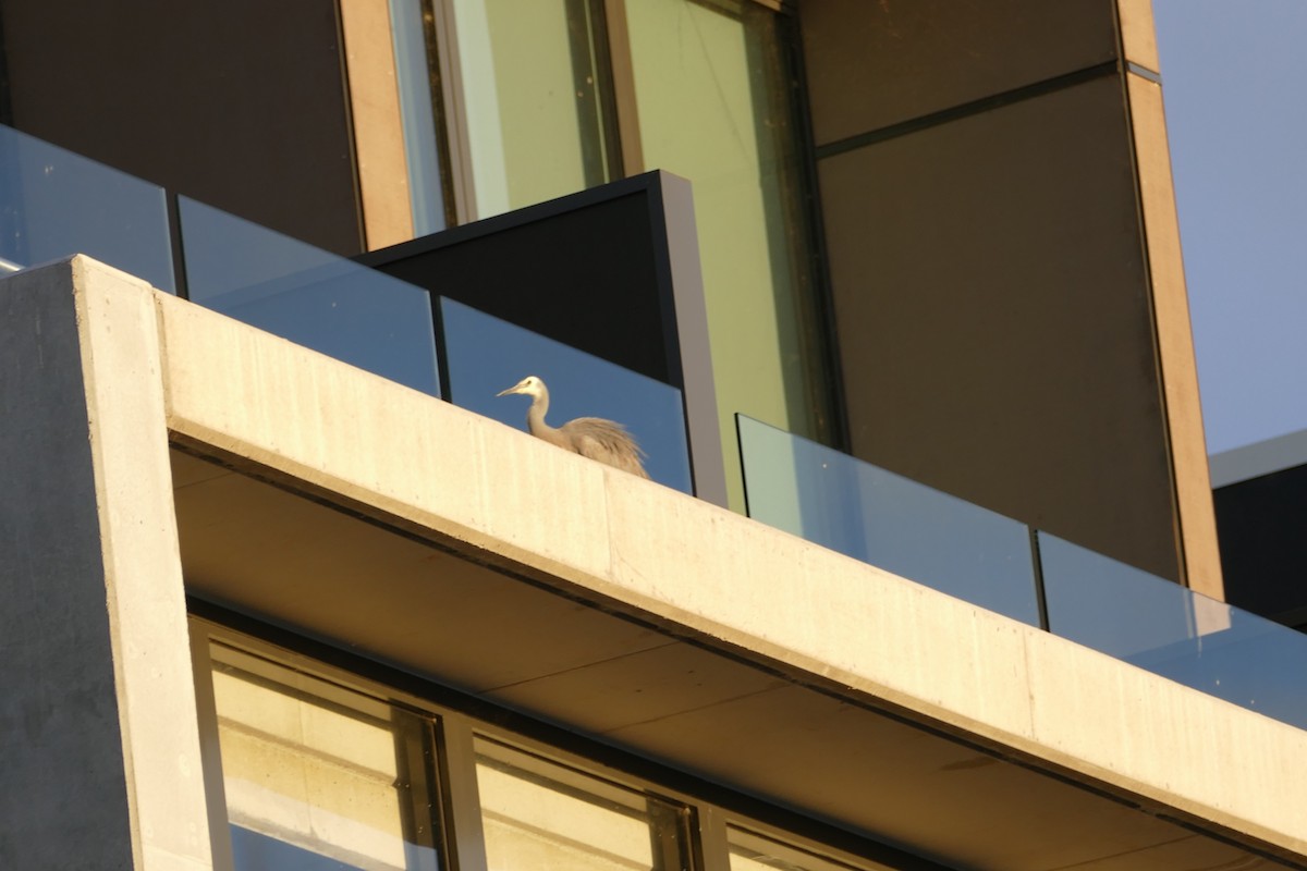 White-faced Heron - ML31070421