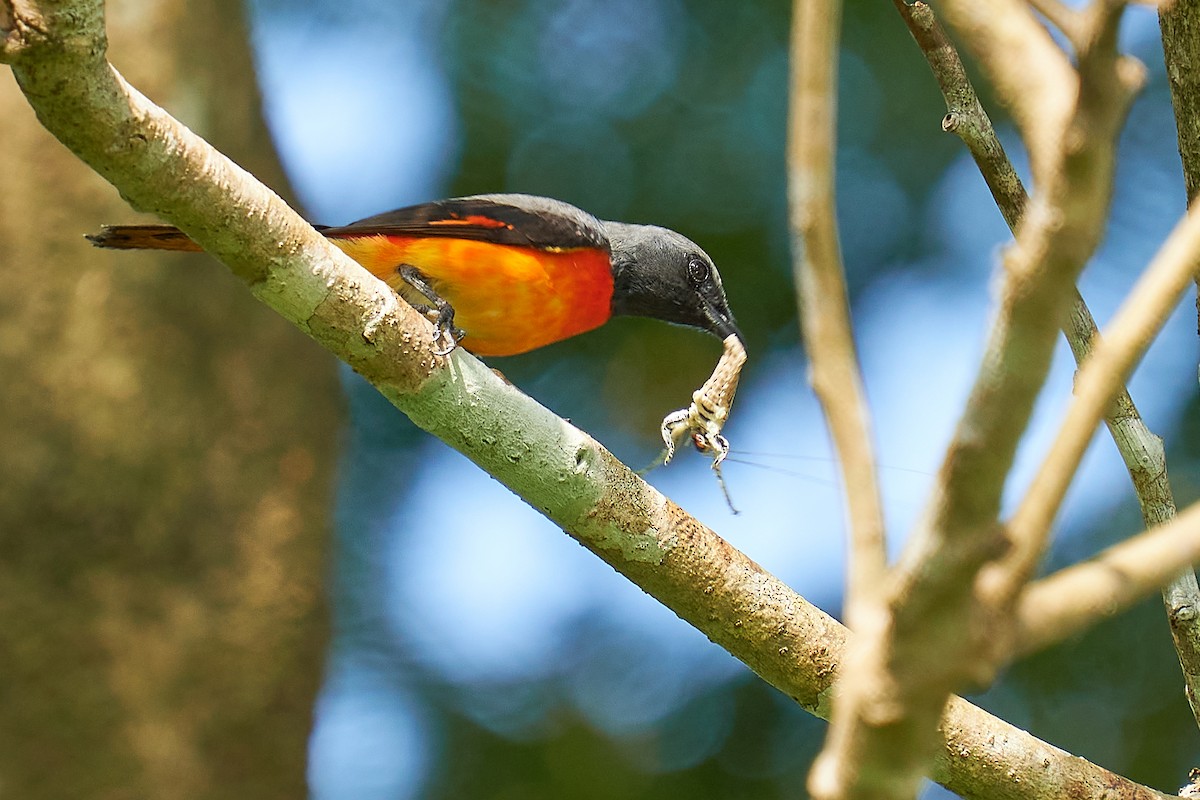 Small Minivet - ML310704821