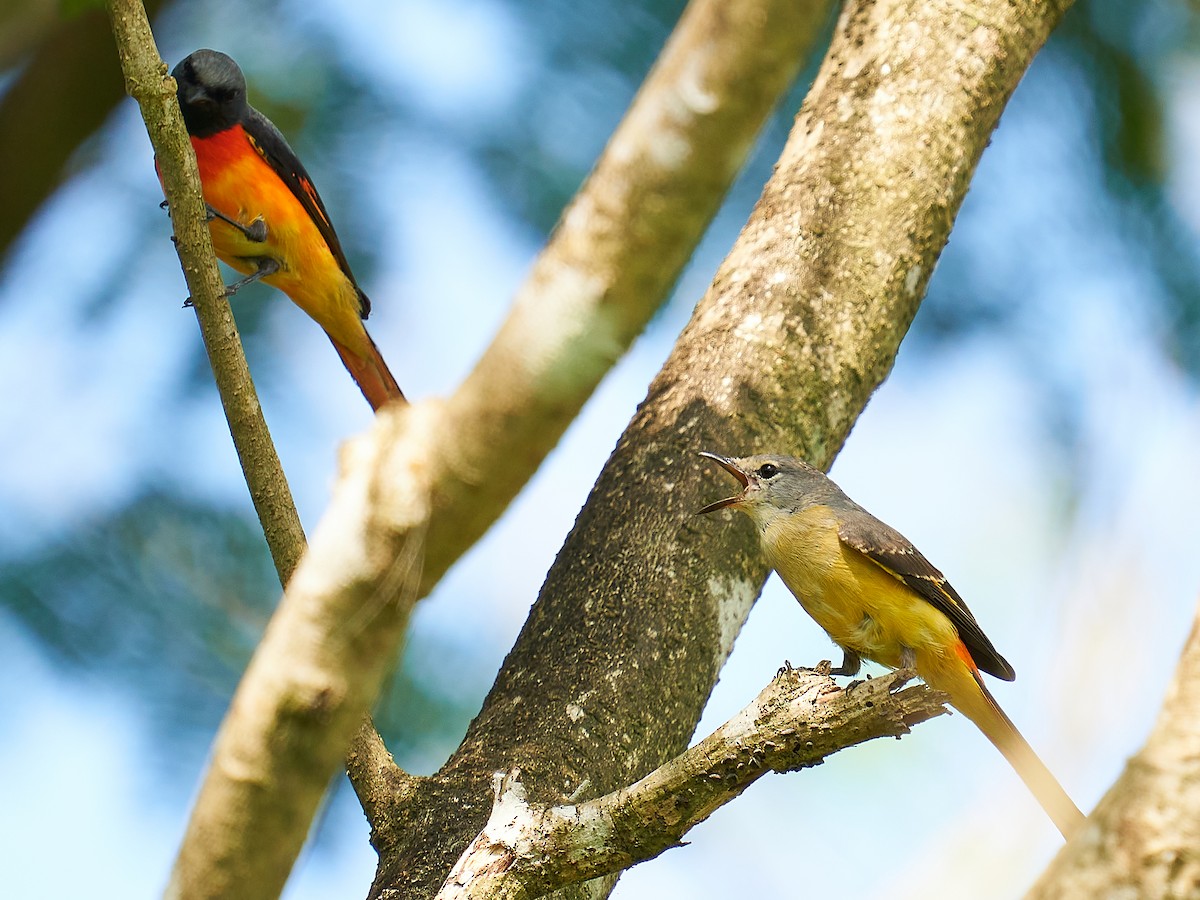 Small Minivet - ML310704831