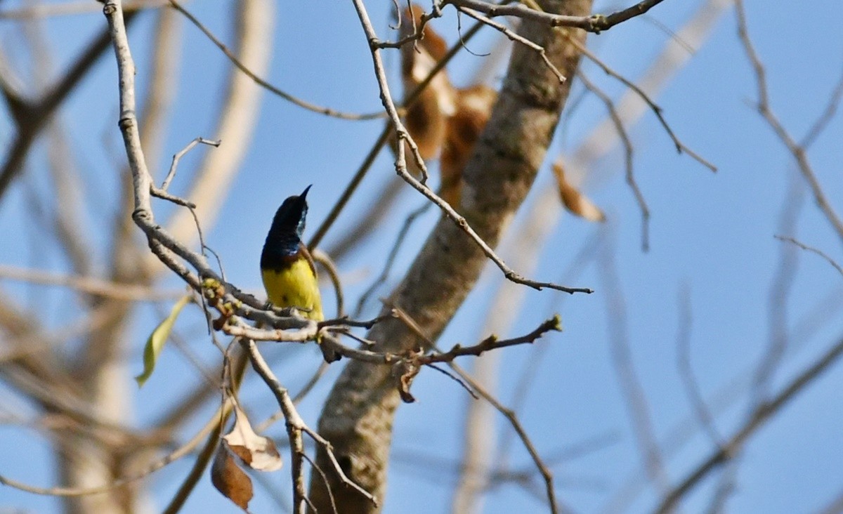 Ornate Sunbird - ML310704941