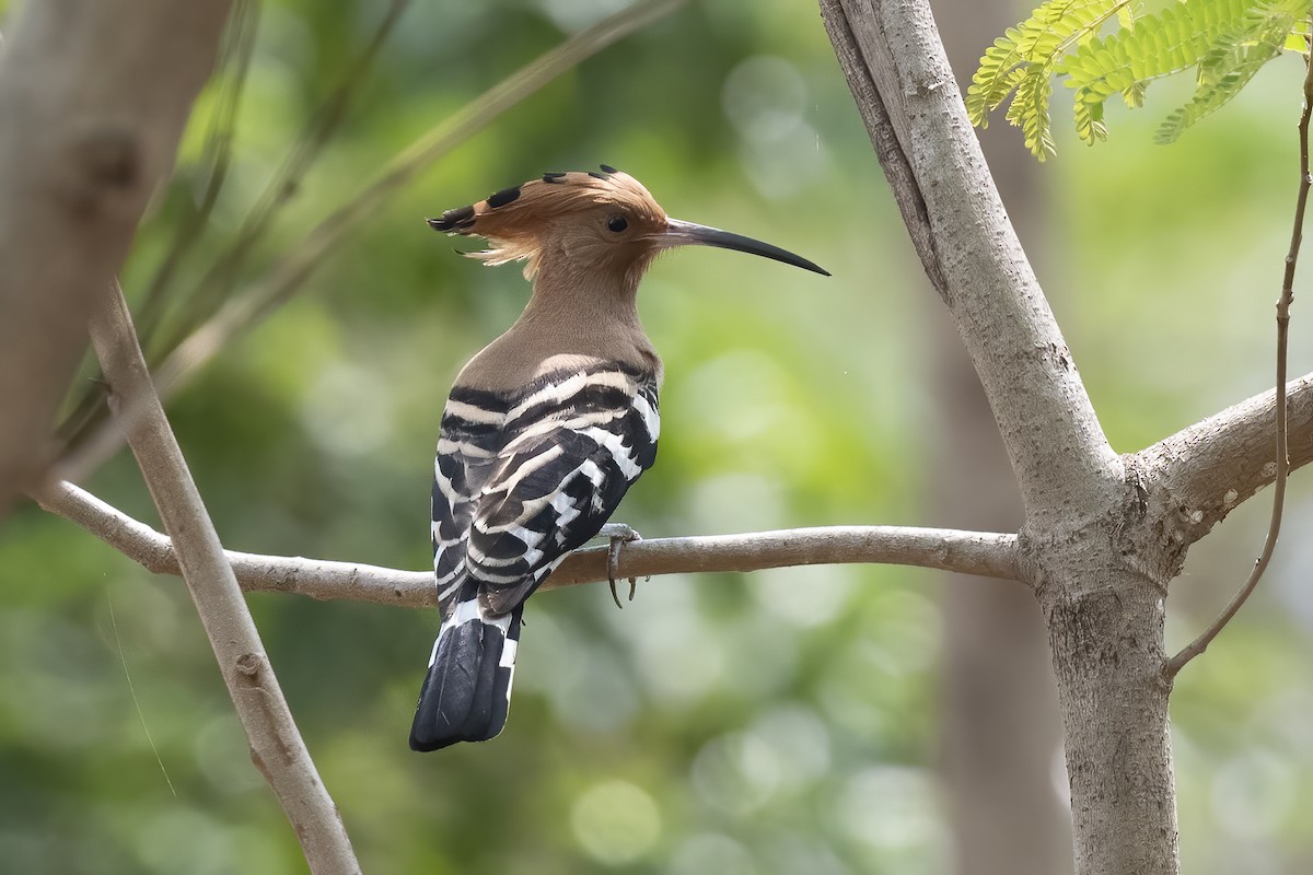 Common Hoopoe - ML310707581