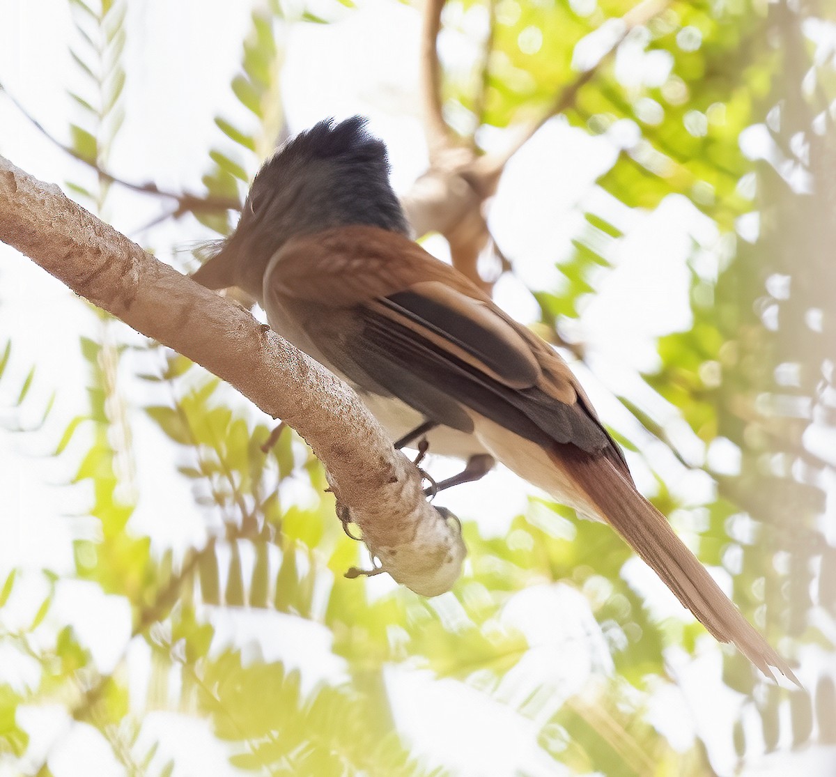 Blyth's Paradise-Flycatcher - ML310707591